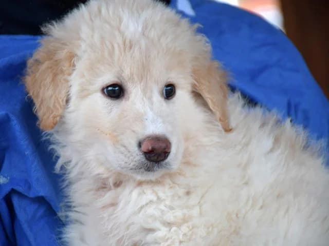 Pulcino, male young Mixed Breed for adoption at ProTier e.V.