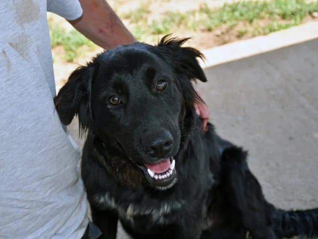 Alen, male young mixed breed for adoption at ProTier e.V.