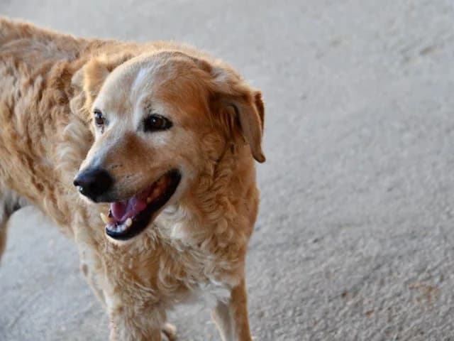 Goldie, Mixed Breed (ProTier e.V.)