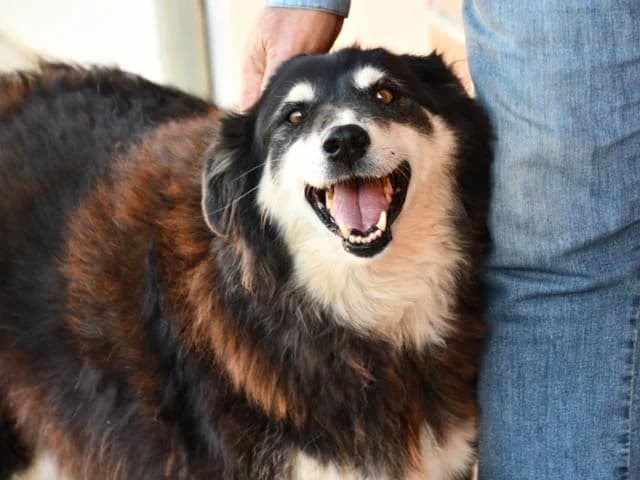 Teddy, Mixed Breed (ProTier e.V.)