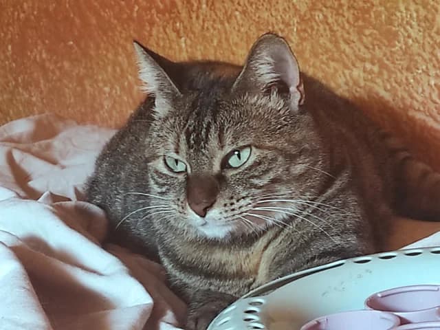 Nanetta, female 6yo mixed breed for adoption at ProTier e.V.