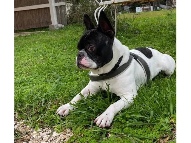 Poldi, male young English Bulldog for adoption at ProTier e.V.