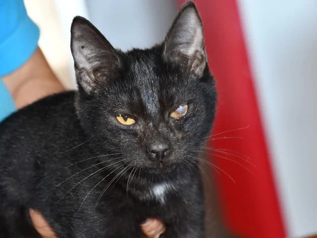 Ciccio, male mixed breed for adoption at ProTier e.V.