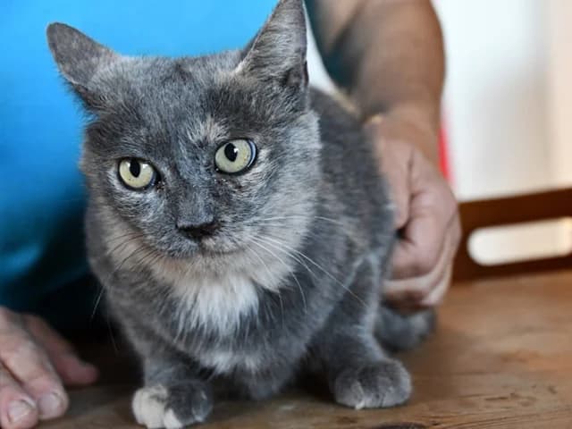 Cara, female mixed breed for adoption at ProTier e.V.