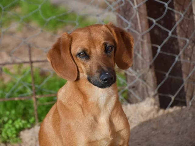 Gypsi, female puppy Mixed Breed for adoption at ProTier e.V.