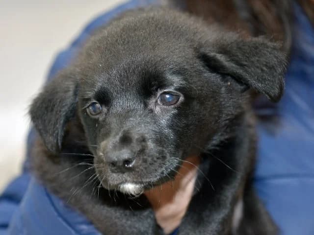 Nike, male puppy Mixed Breed for adoption at ProTier e.V.