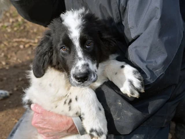 Lenny, male puppy Mixed Breed for adoption at ProTier e.V.