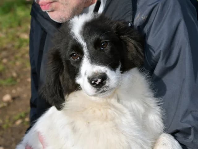 Letizia, female puppy Mixed Breed for adoption at ProTier e.V.
