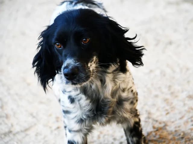 Isabella, female young mixed breed for adoption at ProTier e.V.