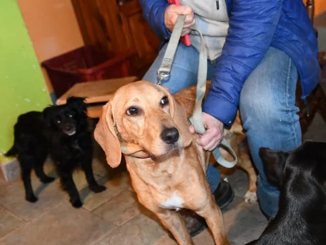 Aldo, male young mixed breed for adoption at ProTier e.V.