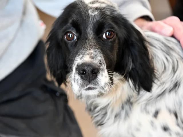 Tanca, female young mixed breed for adoption at ProTier e.V.