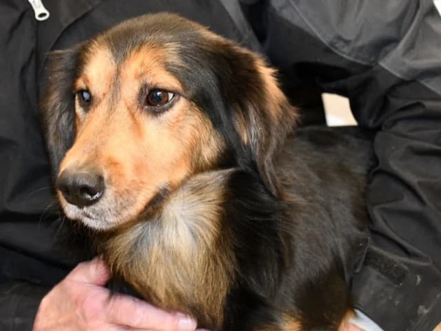 Lucky, male 6yo Mixed Breed for adoption at ProTier e.V.