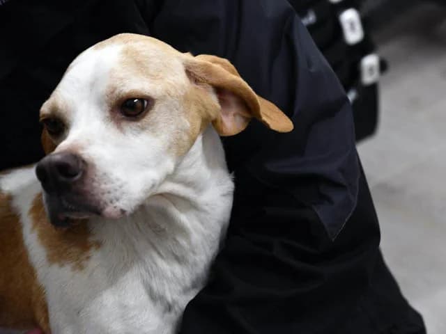 Flaca, female 3yo Pointer for adoption at ProTier e.V.
