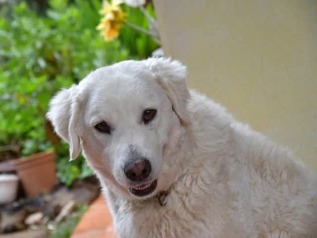 Faella,  (ProTier e.V.)