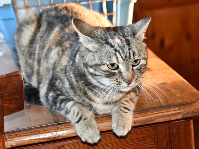 Edmonda, female young mixed breed for adoption at ProTier e.V.