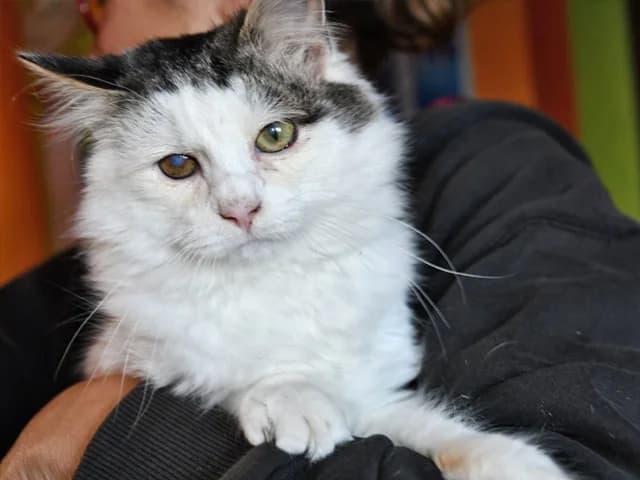 Lindo, male young European Shorthair for adoption at ProTier e.V.