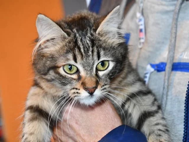 Annabella, female puppy European Shorthair for adoption at ProTier e.V.
