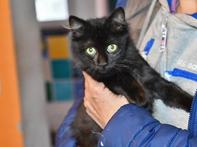 Angelina, female puppy European Shorthair for adoption at ProTier e.V.