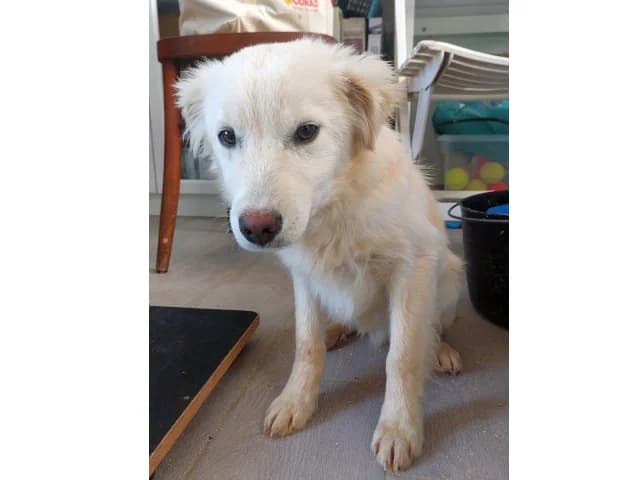 Max, male puppy Mixed Breed for adoption at ProTier e.V.