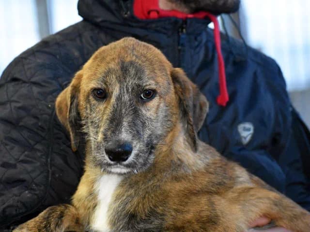 Alvise, male senior Mixed Breed for adoption at ProTier e.V.