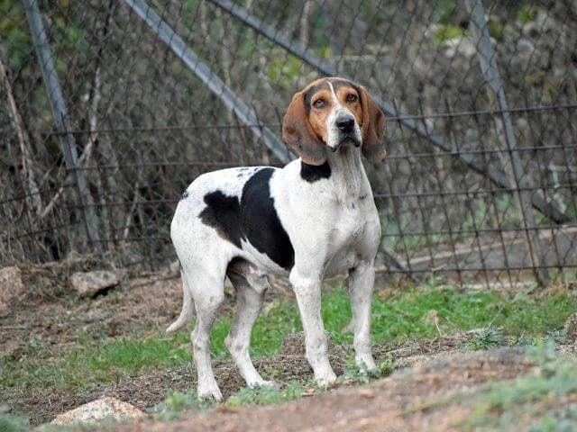 Botter, Mixed Breed (ProTier e.V.)