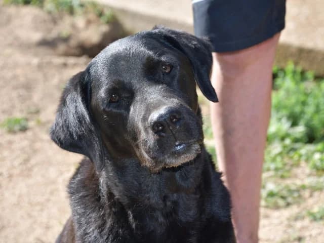 Margot, female senior Labrador Retriever for adoption at ProTier e.V.