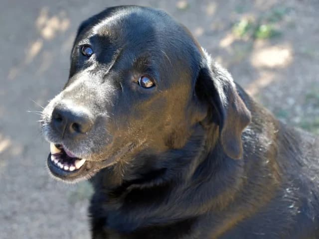 Zenon, male senior Labrador Retriever for adoption at ProTier e.V.
