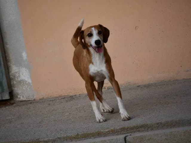 Linus, male senior Mixed Breed for adoption at ProTier e.V.