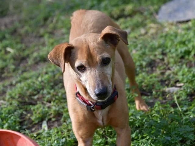 Liù, female senior Mixed Breed for adoption at ProTier e.V.