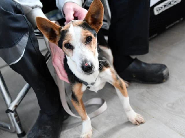 Silvestro, male senior Beagle for adoption at ProTier e.V.