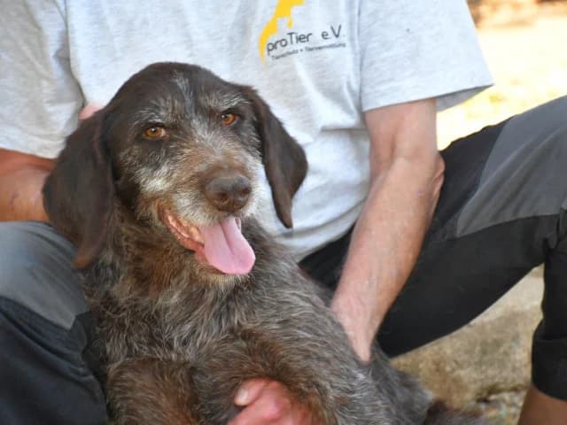 Barth, male senior mixed breed for adoption at ProTier e.V.