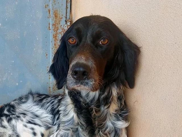Brina, sand female puppy English Setter for adoption at ProTier e.V.
