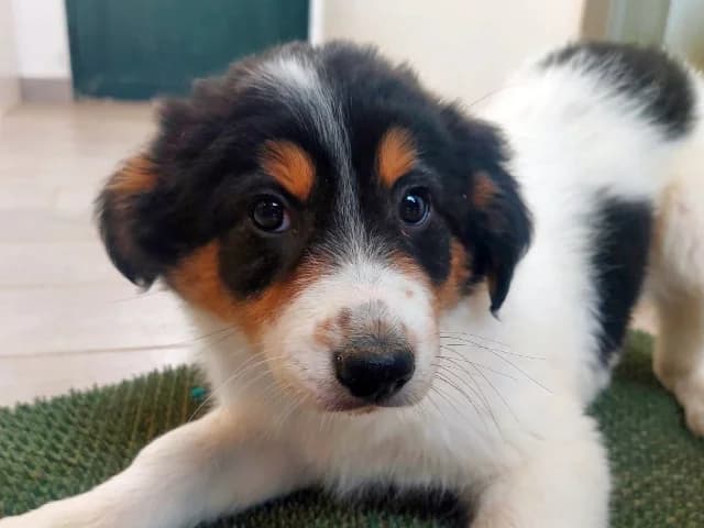 Aida, female puppy Mixed Breed for adoption at ProTier e.V.