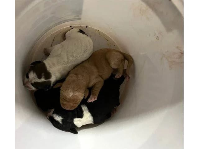 Carolina, female puppy mixed breed for adoption at ProTier e.V.