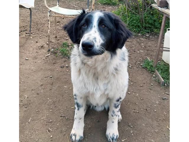 Lino, male puppy Mixed Breed for adoption at ProTier e.V.