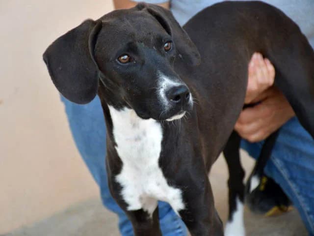 Cilla, female young Cane Corso for adoption at ProTier e.V.