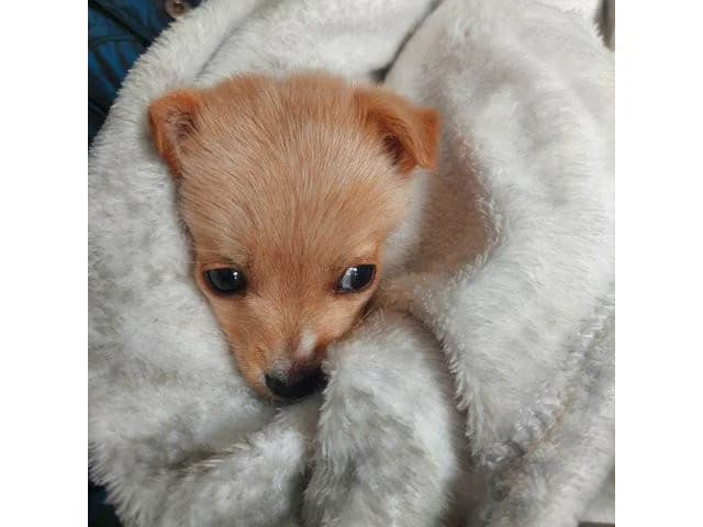 Margherita, female puppy Mixed Breed for adoption at ProTier e.V.