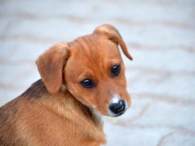 Susanna, female puppy Mixed Breed for adoption at ProTier e.V.