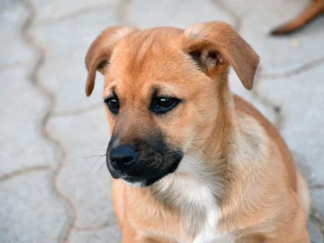 Susina, female puppy Mixed Breed for adoption at ProTier e.V.