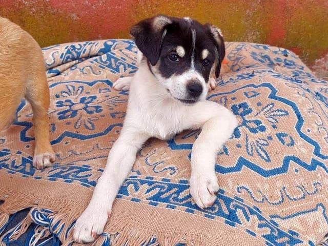 Sarina, female puppy Mixed Breed for adoption at ProTier e.V.