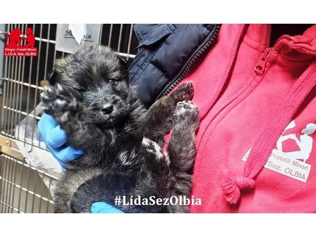 Doghino, male puppy Mixed Breed for adoption at ProTier e.V.
