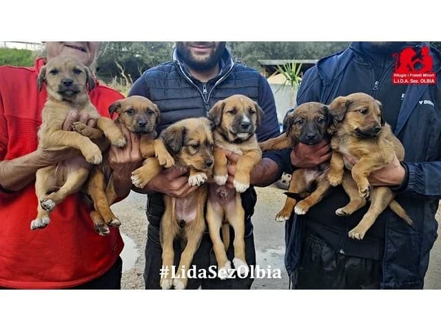 Boby, male puppy Mixed Breed for adoption at ProTier e.V.