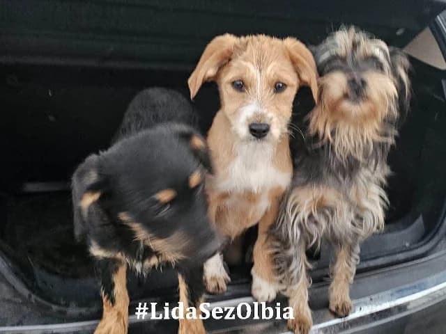 Trizzi, female young Mixed Breed for adoption at ProTier e.V.