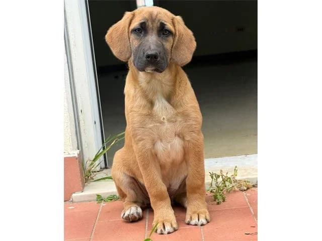 Valentina, female puppy Mixed Breed for adoption at ProTier e.V.