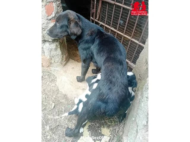 Spike, male puppy Mixed Breed for adoption at ProTier e.V.