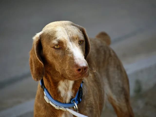 Lola, female young mixed breed for adoption at ProTier e.V.