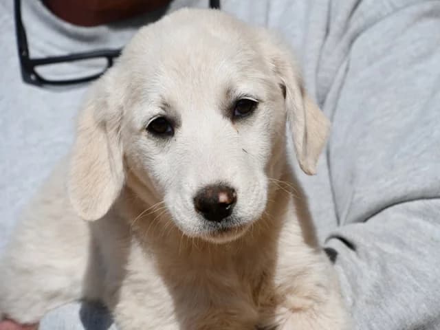 Gala, female puppy Mixed Breed for adoption at ProTier e.V.