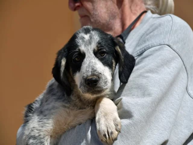 Giulia, female puppy Mixed Breed for adoption at ProTier e.V.