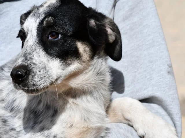 Guia, female puppy Mixed Breed for adoption at ProTier e.V.