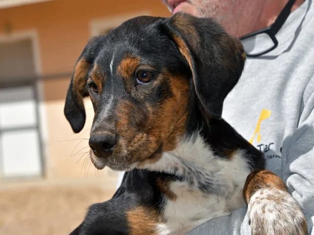 Gionny, male puppy Mixed Breed for adoption at ProTier e.V.
